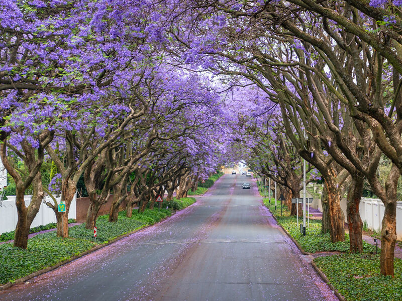Görkemli Güney Afrika ve Safari 7 Gece - THY ile 23 Mayıs (Kurban Bayramı Özel) (CPT - JNB) AT099